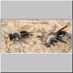 Andrena vaga - Weiden-Sandbiene 02.jpg